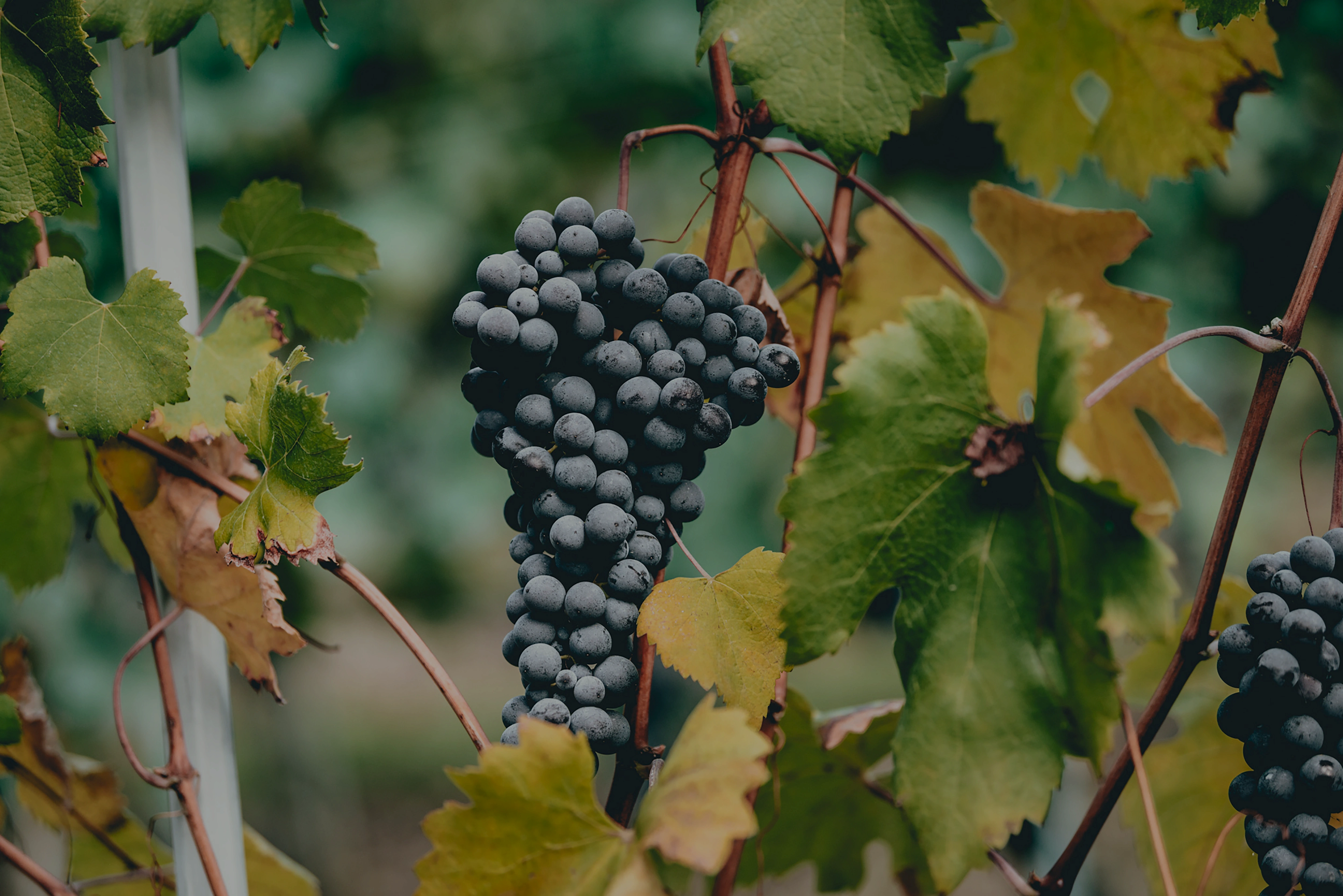 Acra Winery, Νεμέα