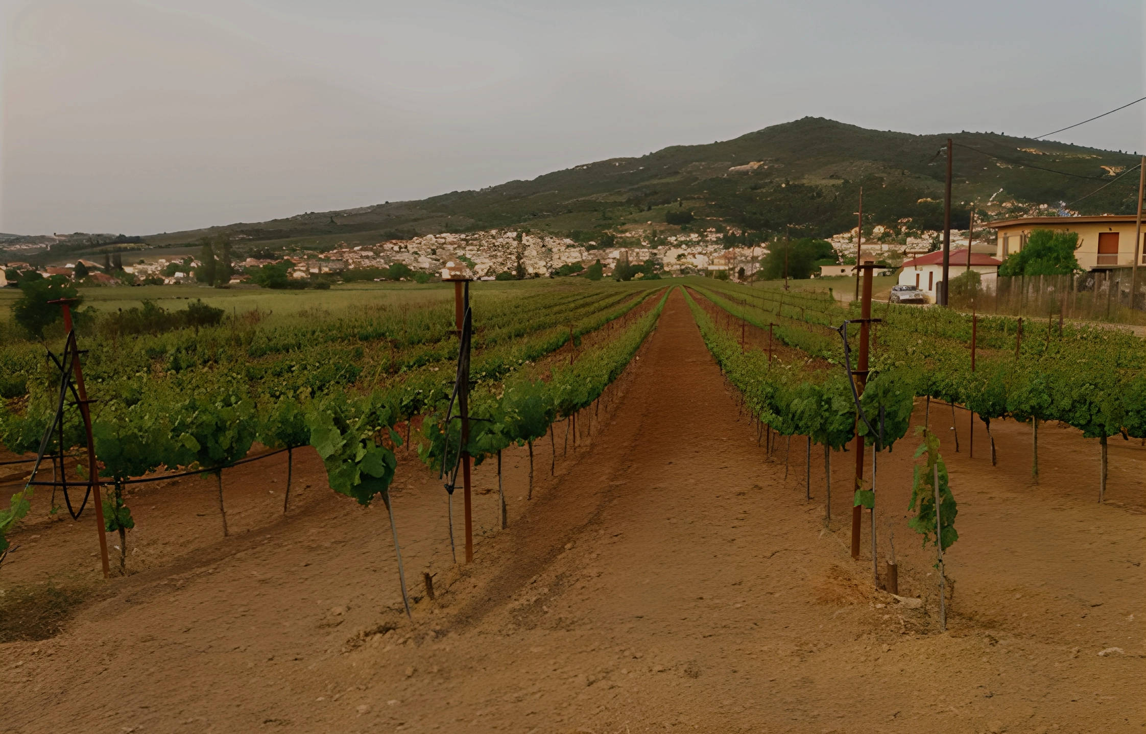 Αμπελώνας Acra Winery